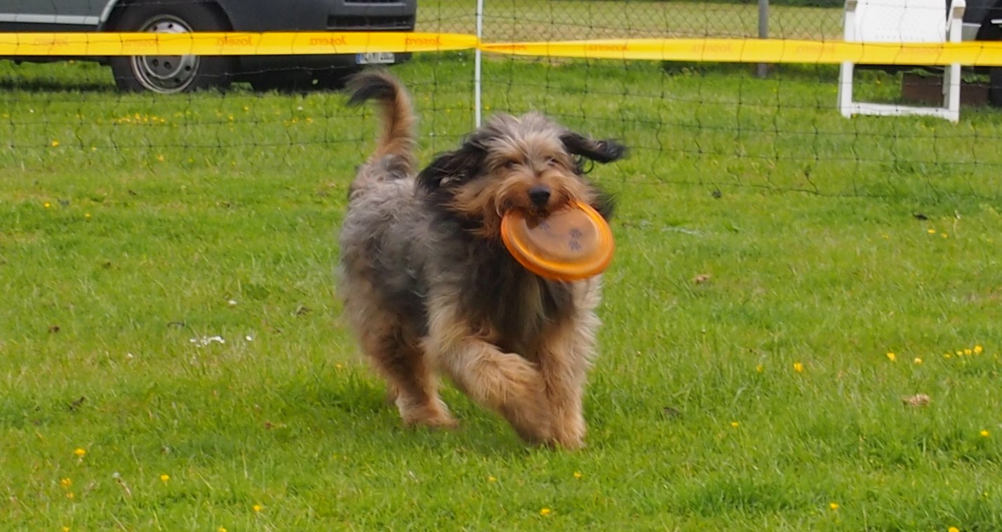 Aladin vom Fellnasencamp - Wäller von der Straubenhalde